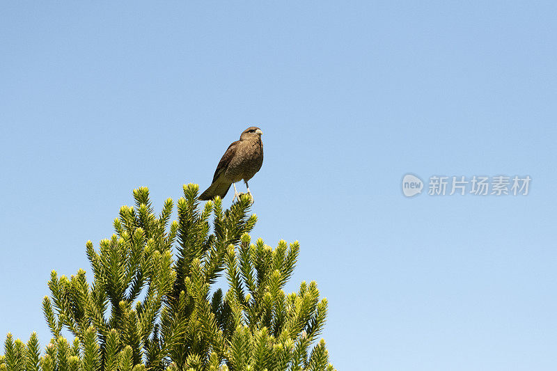 Chimango Caracara (Milvago ximango)